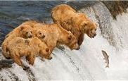 A group of bears near the waterfalls